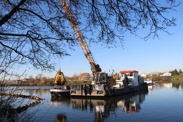 N:  Am Neckarufer wurde ein neuer Schilfbereich angelegt. 