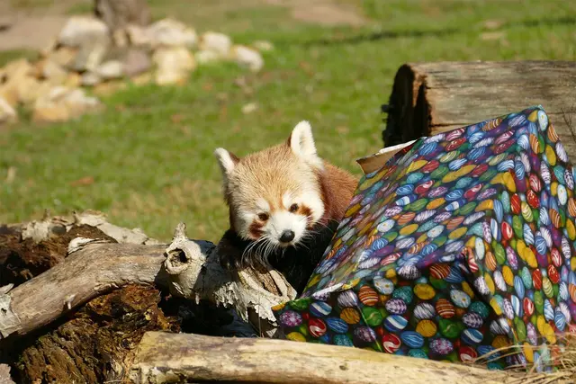Der Rote Panda ist neugierig, was sich im Päckchen versteckt hat.  | Foto: 
Foto: Petra Medan/Zoo Heidelberg