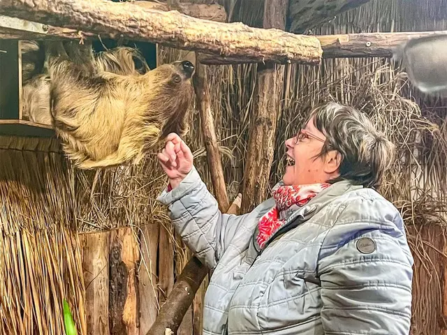 Die Faultiere genießen kleine Streicheleinheiten und Leckerlis von den Tierpaten.  | Foto: Foto: Jasmin Leist/Zoo Heidelberg