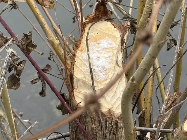 Frische Bissspuren des Bibers an der "Fischkinderstube" | Foto: NABU