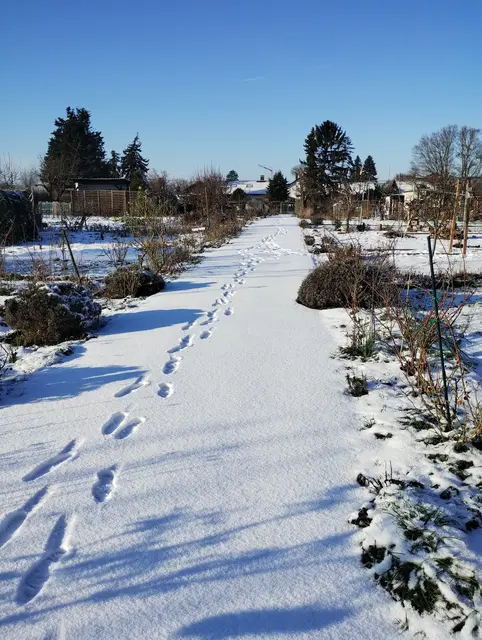 Winter in der Anlage 4 | Januar 2024 | Foto: Verein der Gartenfreunde
