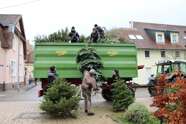 Nass und schwer waren die Weihnachtsbäume bei dem widrigen Wetter geworden.