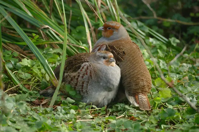 Das Rebhuhn ist inzwischen bundesweit auf der Roten Liste der gefährdeten Vogelarten.  | Foto: Foto: Petra Medan/Zoo Heidelberg