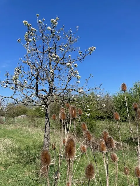 Streuobstidylle auf der Bacherlebnisstation. Alte Apfelsorten in Gemeinschaft mit Weber-Karde &amp; Co. | Foto: 
Foto: Karin Lüthringhausen