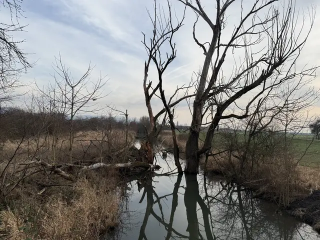 Bachlandschaft nach Bearbeitung durch den Biber