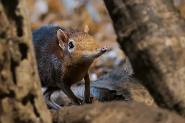 Rüsselhündchen sind perfekt an das Leben auf dem Waldboden angepasst.  | Foto: 
Foto: Heidrun Knigge/ZooHeidelberg