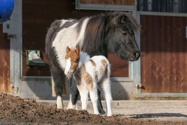 Stute Elli kümmert sich aufmerksam um ihren ersten Nachwuchs.  | Foto: 
Foto: Heidrun Knigge/Zoo Heidelberg