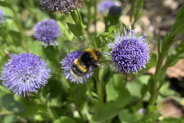 Sie fliegt, obwohl sie es theoretisch nicht kann: Hummel an Kugelblume, Nabugarten