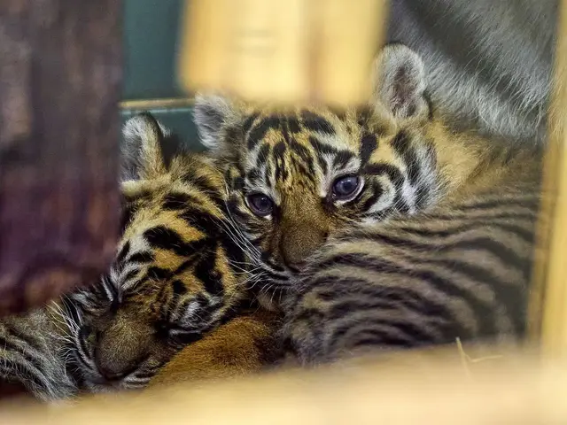 Foto: Peter Bastian/Zoo Heidelberg