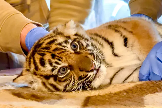Die jungen Sumatra-Tiger sind inzwischen rund zwei Monate alt. | Foto: Zoo Heidelberg