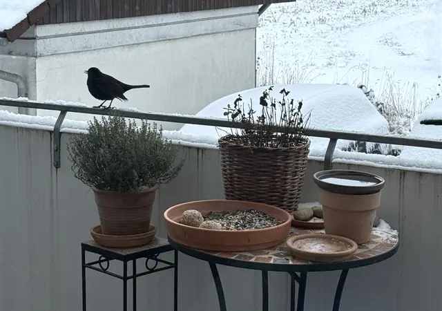 Amsel auf einem Balkon in Edingen
