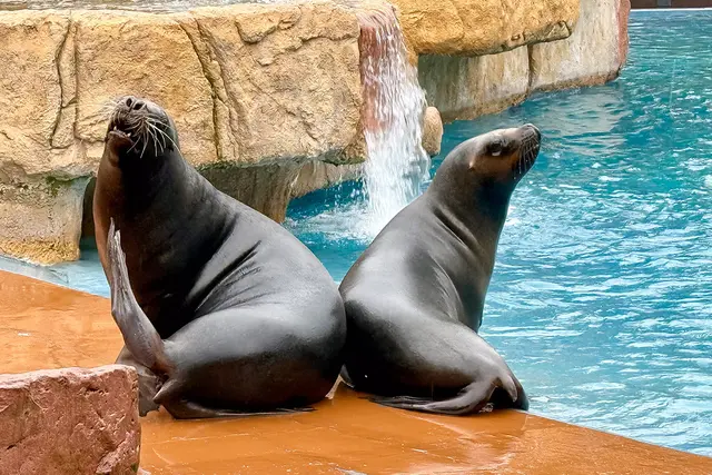 Der junge Bulle (rechts im Bild) wird in den nächsten Jahren deutlich größer und schwerer werden. | Foto: Foto: Zoo Heidelberg