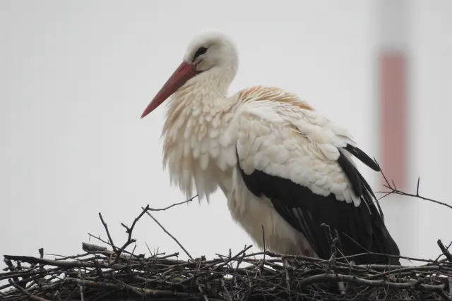 Weißstorch am Horst | Foto: © NABU/ Stefan Bosch