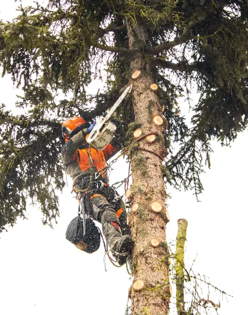 Baumpflegearbeiten stehen im Leistungsverzeichnis von ERDA