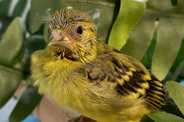 Inzwischen können die Jungvögel bereits fliegen. | Foto: Zoo Heidelberg