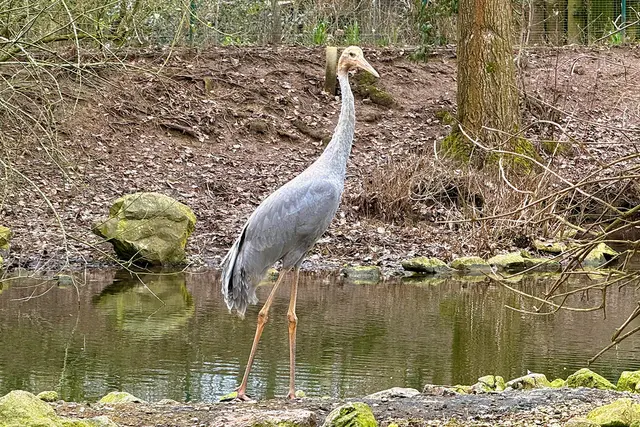 Der Kranich ist gut in Heidelberg angekommen. | Foto: Foto: Zoo Heidelberg