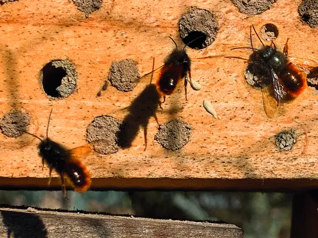 Mauerbienen im NABUgarten