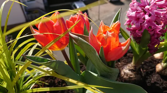 endlich Frühling, auch im Café-Contact! | Foto: K. Martin