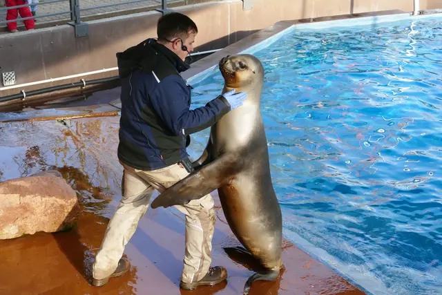Manuel Stumpf bei der Arbeit mit den Mähnenrobben.  | Foto: 
Petra Medan/Zoo Heidelberg