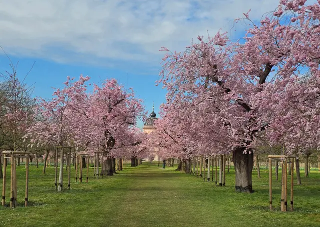Kirschblüte im Schlossgarten Schwetzingen. | Foto: SSG