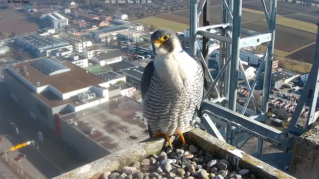 Fellbacher Wanderfalke 2026 am Horst | Foto: NABU/falcommunity