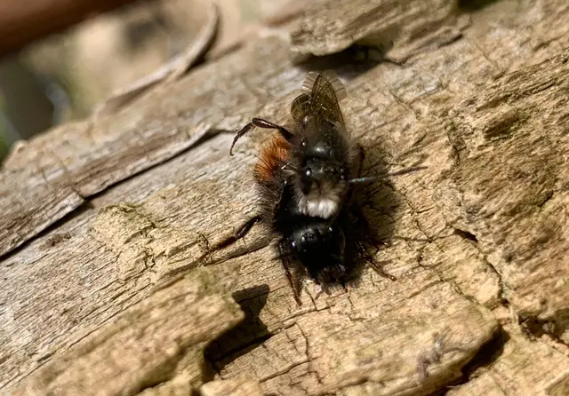 Mauerbienenpärchen im NABUgarten | Foto: NABU Edingen-Neckarhausen 
