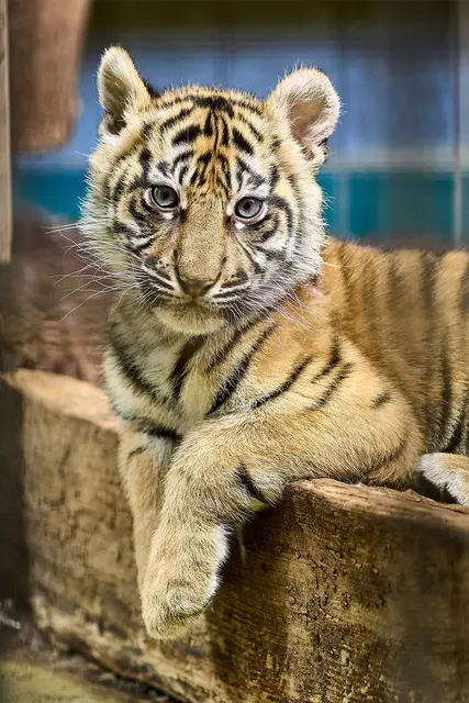 Sari ist oft selbstbewusster als ihre Schwester.  | Foto: Peter Bastian/Zoo Heidelberg