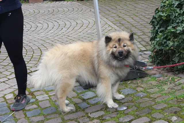 Er liebte Blasmusik..... 