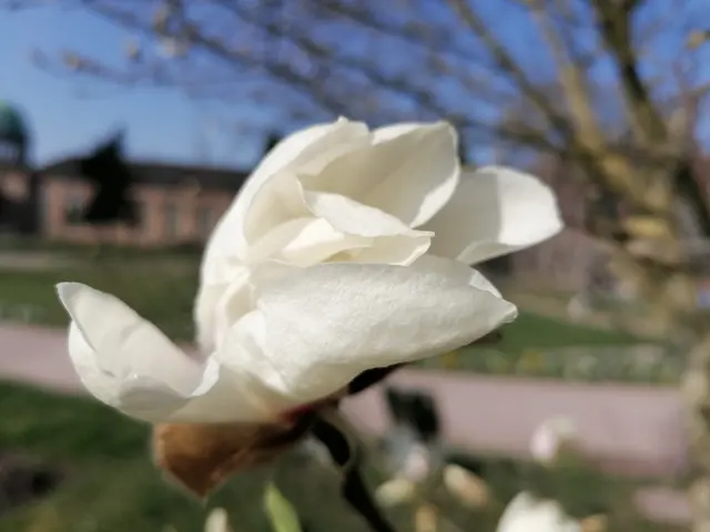Der Frühling erwacht im botanischen Garten Karlsruhe. | Foto: SSG