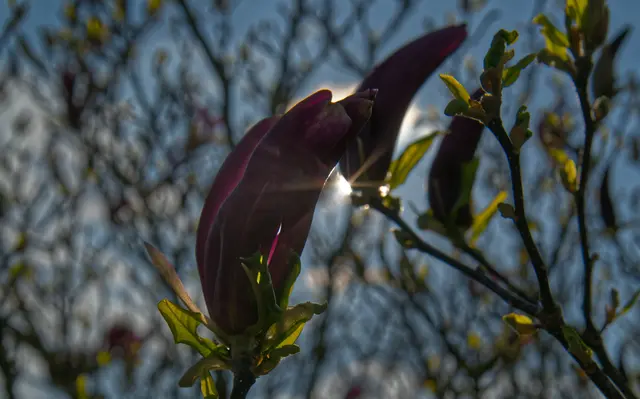 Frühlingsmoment im Schlossgarten Neckarhausen, die Knospe einer Magnolie (so es denn eine ist) im Gegenlicht – bereit für ihren großen Auftritt, bereits vor dem großen Laubaustrieb.  | Foto: Gerd Wolf, Die PARTEI