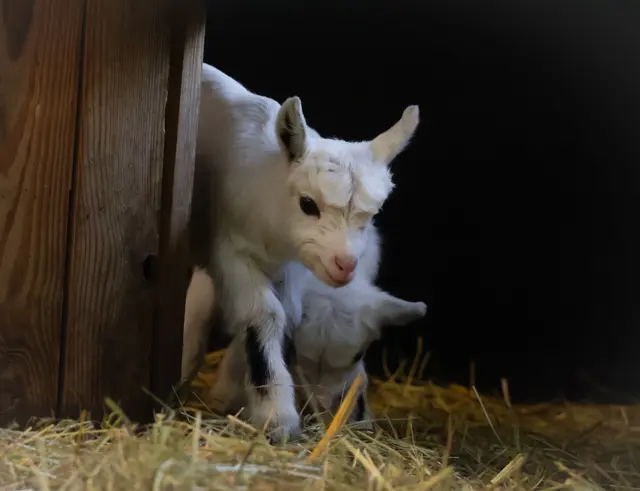 Die Zwillinge wurden im Luisenpark geboren. | Foto: Stadtpark GmbH
