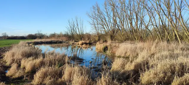 Noch voll intakt - der Biberteich bei Neubotzheim am 25. Februar 2026 | Foto: Michael Janke