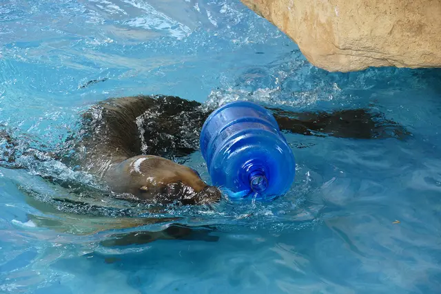Die Robben lieben es, spielerisch an den Fisch zu gelangen.  | Foto: Petra Medan/Zoo Heidelberg