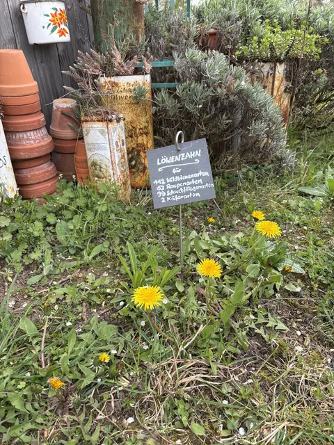 Löwenzahn im NABUgarten: Futterquelle für über hundert Wildbienenarten und viele andere