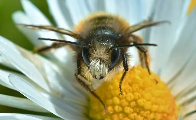 Mauerbienene Männchen | Foto: NABU / Peter Brixius