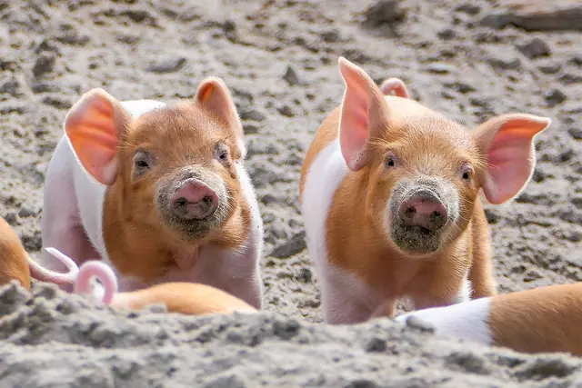 Kleine Saubande macht den Bauernhof unsicher: Die sieben Ferkel bei den Rotbunten Husumer Schweinen kamen Mitte März zur Welt. | Foto: Heidrun Knigge / Zoo Heidelberg