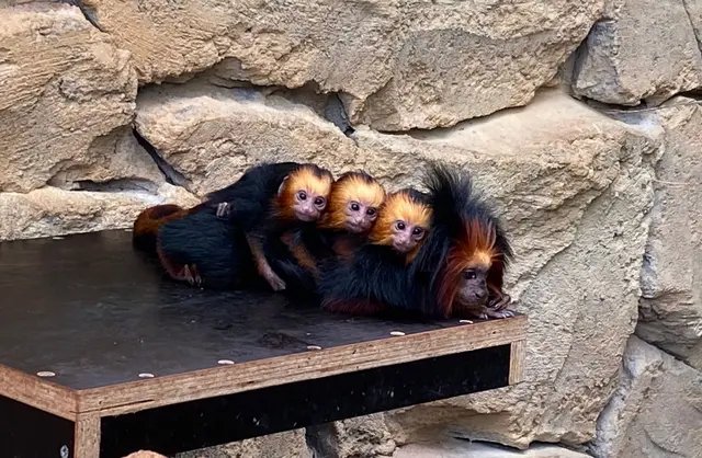 Bei den Goldkopflöwenäffchen freut man sich über besonderen Nachwuchs. | Foto: Stadtpark