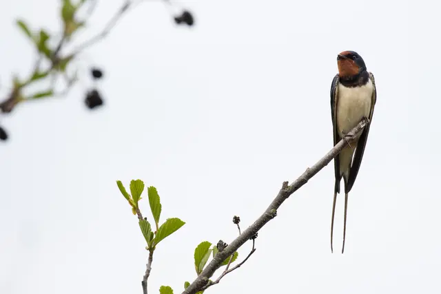 Sitzende Rauchschwalbe | Foto: NABU / Klemens Karkow 