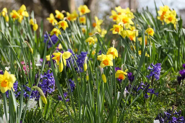 An Ostern wird’s im Zoo bunt. | Foto: Heidrun Knigge / Zoo Heidelberg