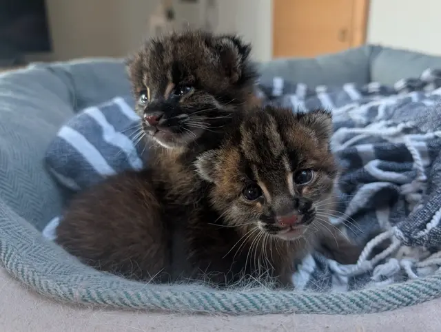 Sensation im Zoo: Die zwei seltenen Jungtiere. | Foto: Zoo Heidelberg
