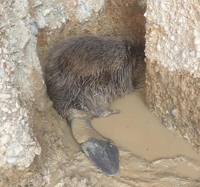 Der verängstigte Biber versteckt sich in einer Ecke der Baugrube, in die er hineingestürzt ist. | Foto: Peter Petersen
