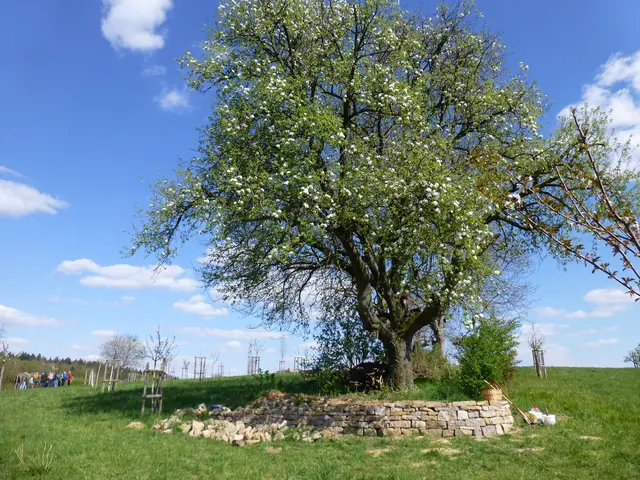 Trockensteinmauer auf Streuobstwiese mit großem Obstbaum | Foto: NABU Bretten/Wolfgang Röder