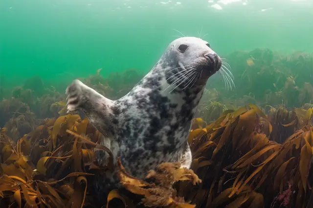 Die Sonderausstellung „Meer.Natur.Schutz.“ ist bis Ende November 2026 im Zoo Heidelberg zu sehen. | Foto: Jeremy Keith Brown / Dreamstime.com