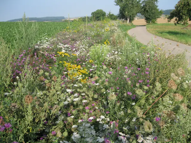 Blühflächen wie diese zeigen, wie durch gezielte Maßnahmen neue Lebensräume für Insekten und andere Tierarten in der Agrarlandschaft entstehen können. | Foto: Landratsamt Rhein-Neckar-Kreis