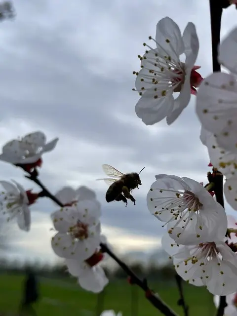 Biodiversität aktiv fördern, dies wird immer dringender.
