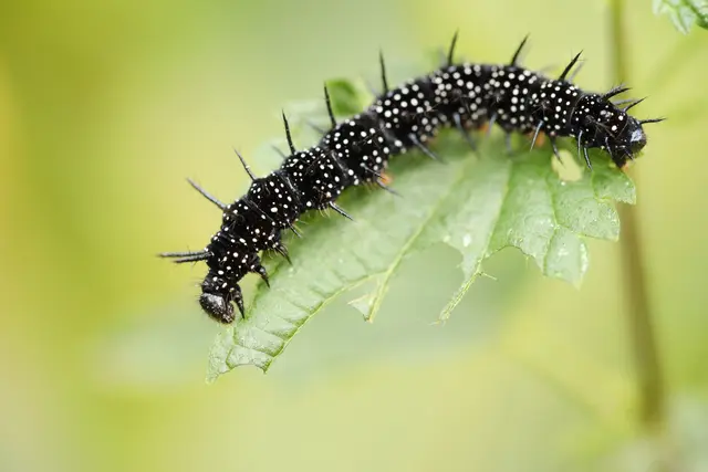 Raupe vom Tagpfauenauge