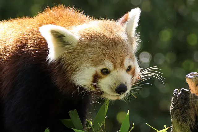 Rote Pandas gehören zu den mehr als 48.000 Arten, die aktuell auf der Roten Liste der Weltnaturschutzunion (IUCN) mit einem Bedrohungsstatus geführt werden. | Foto: 
Foto: Heidrun Knigge / Zoo Heidelberg
