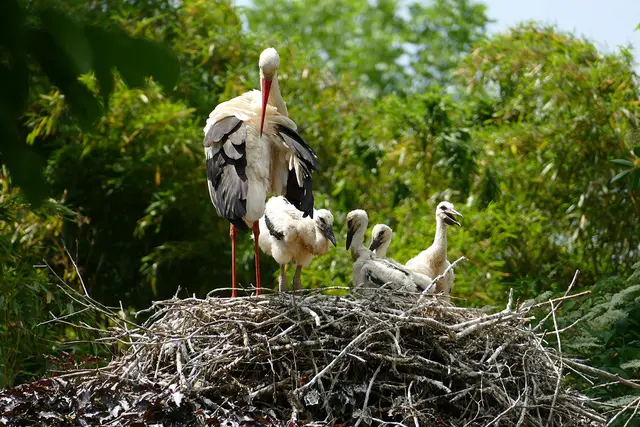  Bis zu fünf Jungstörche befinden sich in einem Nest.  | Foto: Foto: Petra Medan / Zoo Heidelberg