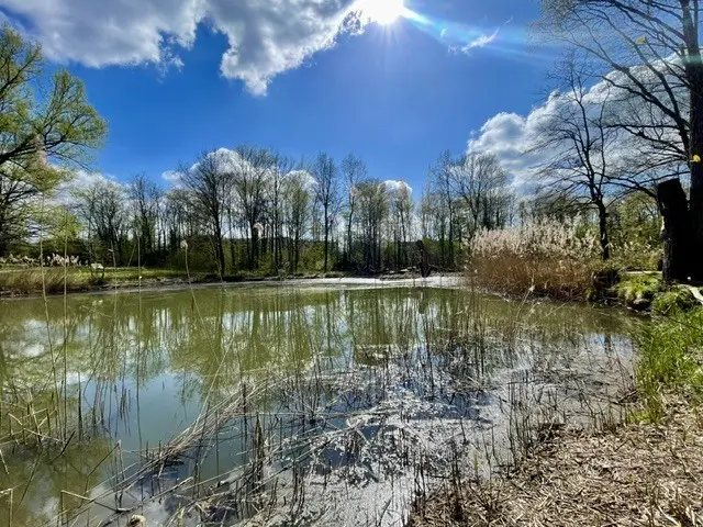 Auch wenn der Planet wochenlang drückt, eine wasserdurchtränkte Auenlandschaft hält dies aus. Gut für die Natur, gut für uns Menschen - der Biber machts. | Foto: Dr. Hanns-Hermann Wahl