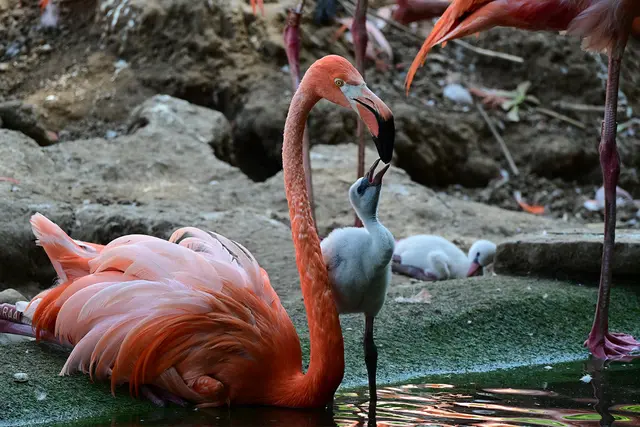 Aktuell leben vier junge Flamingos im Zoo Heidelberg.  | Foto: Foto: Andreas Traxler / Zoo Heidelberg
